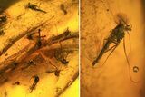 Fossil Fly Swarm (Chironomidae) In Baltic Amber #73335-2